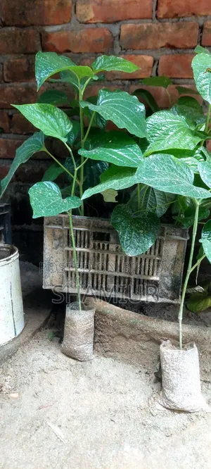 পিপুল গাছের চাড়া বিক্রি হবে