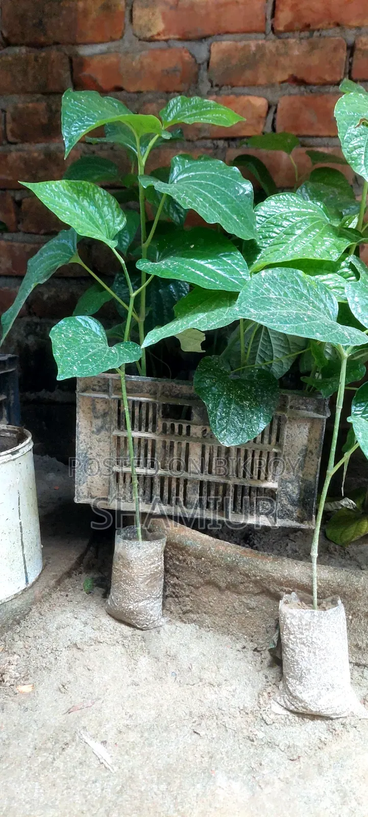 পিপুল গাছের চাড়া বিক্রি হবে