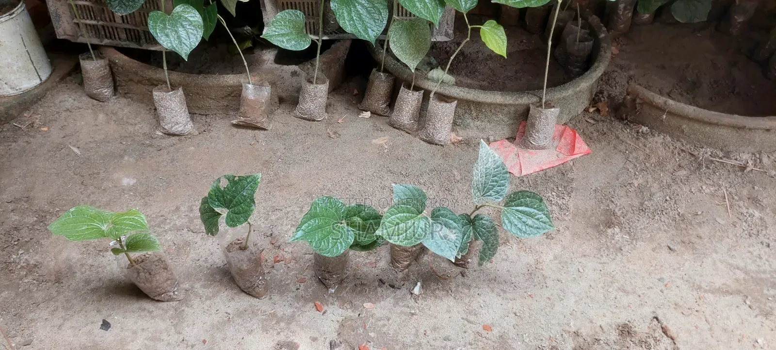 পিপুল গাছের চাড়া বিক্রি হবে