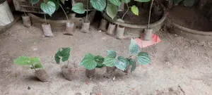 পিপুল গাছের চাড়া বিক্রি হবে