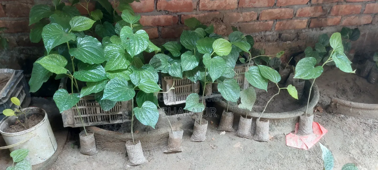 পিপুল গাছের চাড়া বিক্রি হবে