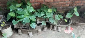 পিপুল গাছের চাড়া বিক্রি হবে