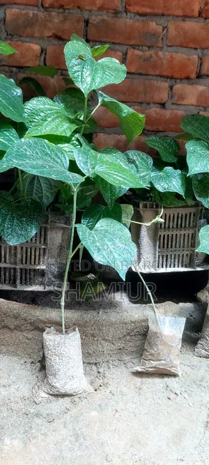পিপুল গাছের চাড়া বিক্রি হবে