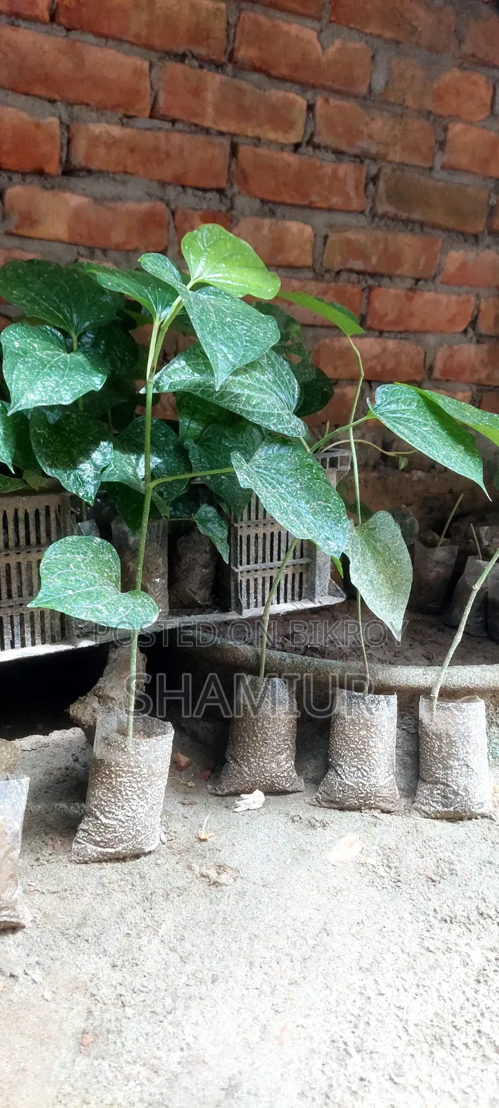 পিপুল গাছের চাড়া বিক্রি হবে