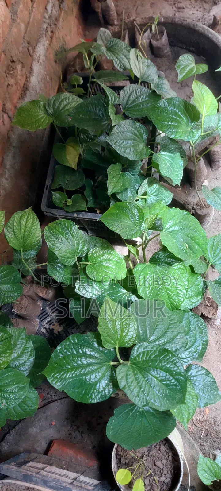 পিপুল গাছের চাড়া বিক্রি হবে