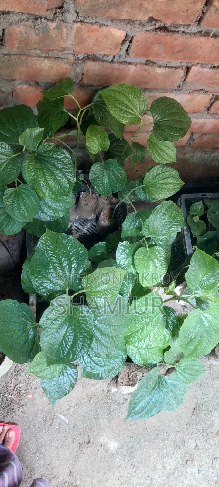 পিপুল গাছের চাড়া বিক্রি হবে