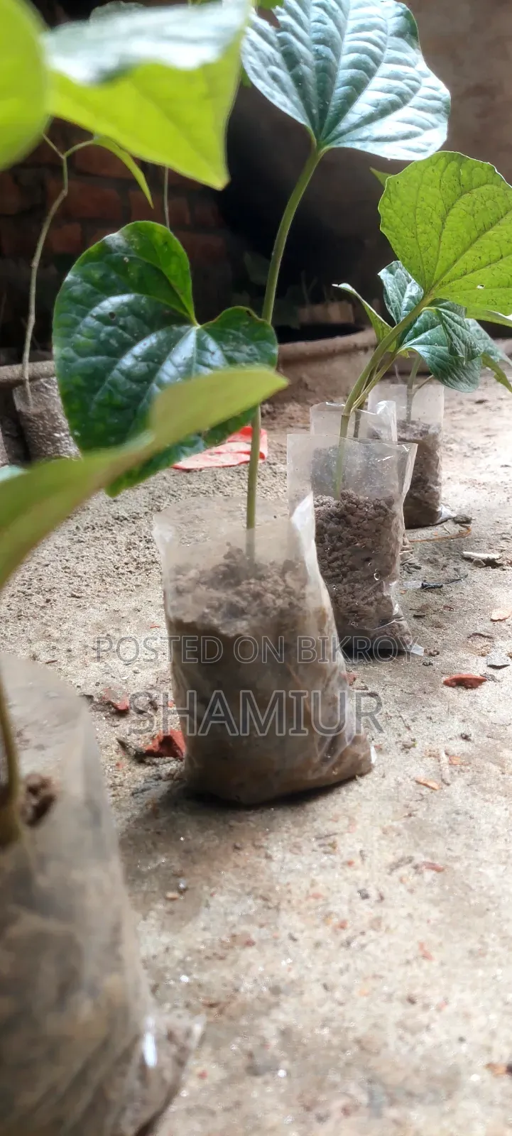 পিপুল গাছের চাড়া বিক্রি হবে