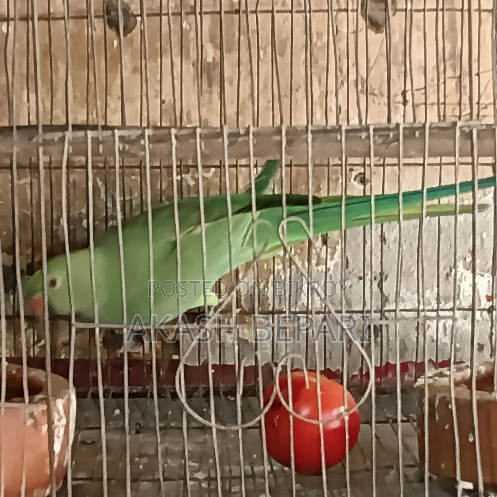 কথা বলা টিয়া পাখি
