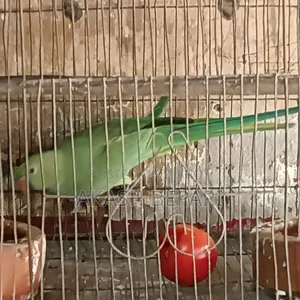 কথা বলা টিয়া পাখি