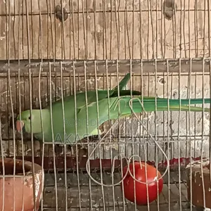 কথা বলা টিয়া পাখি