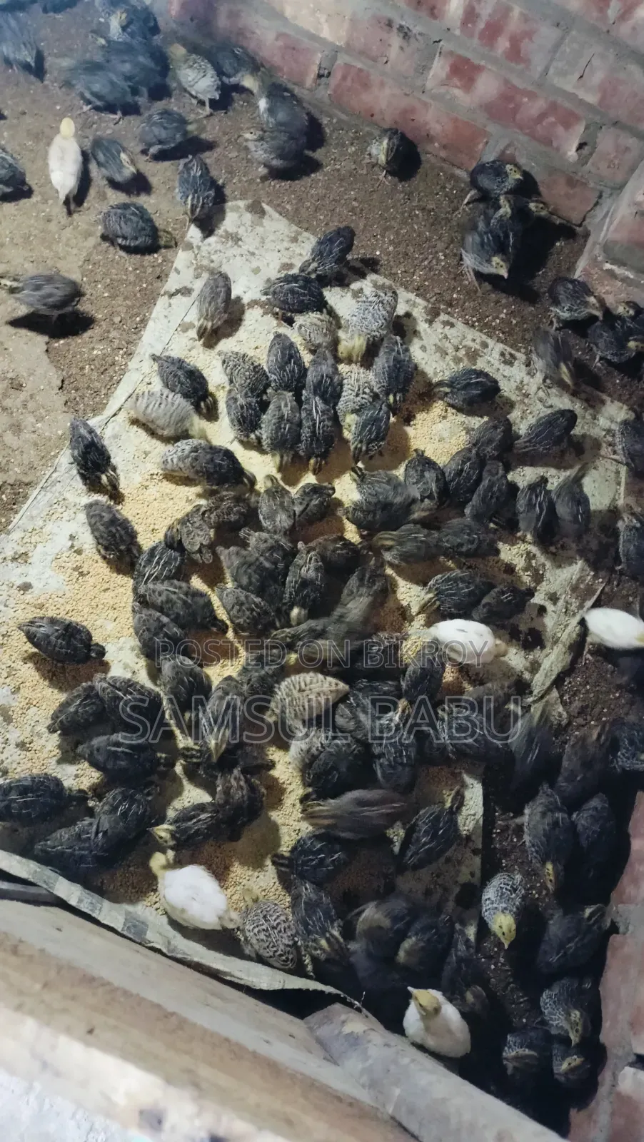 কোয়েল পাখি