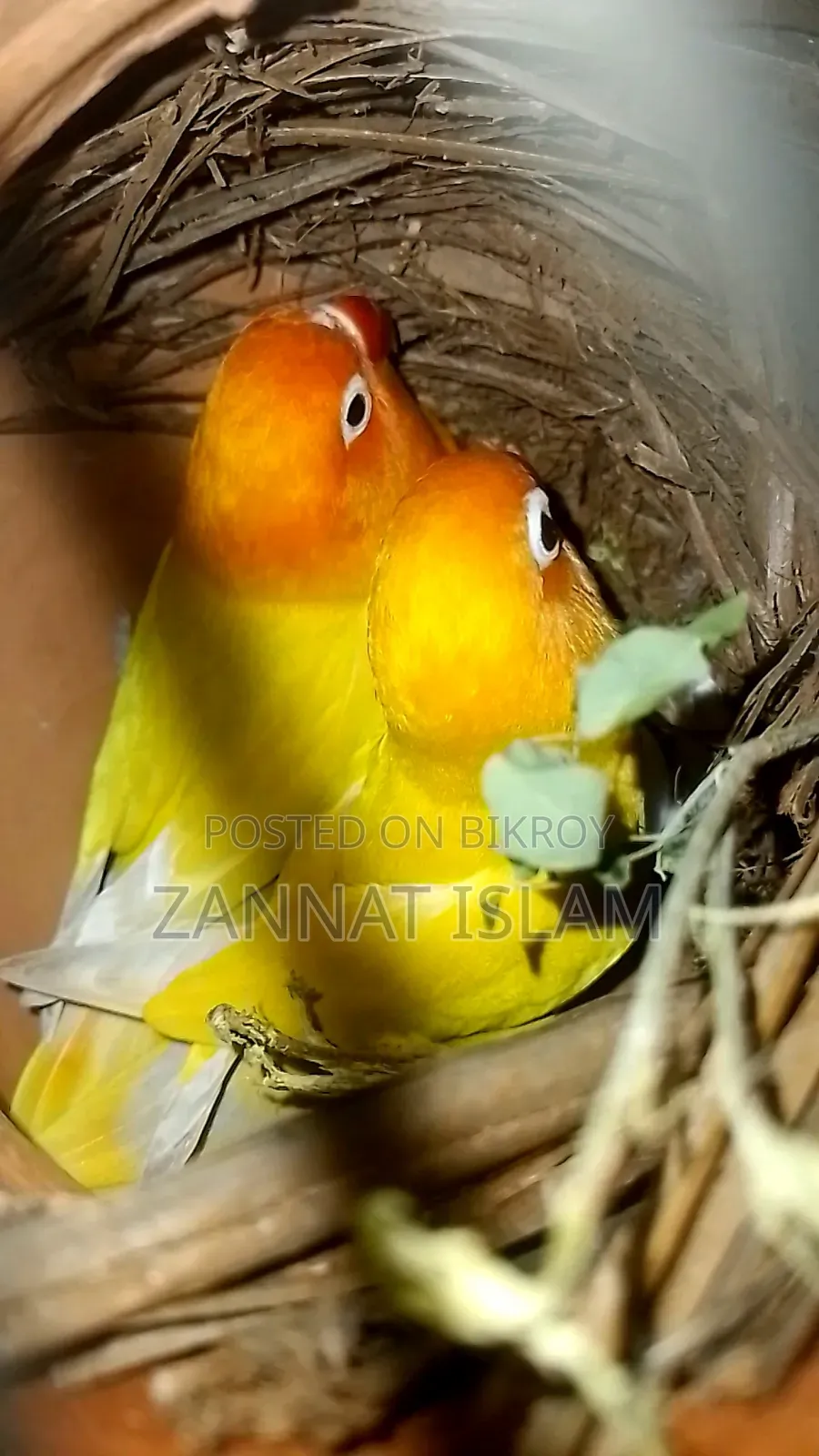 রানিং পেয়ার লাভ বার্ড