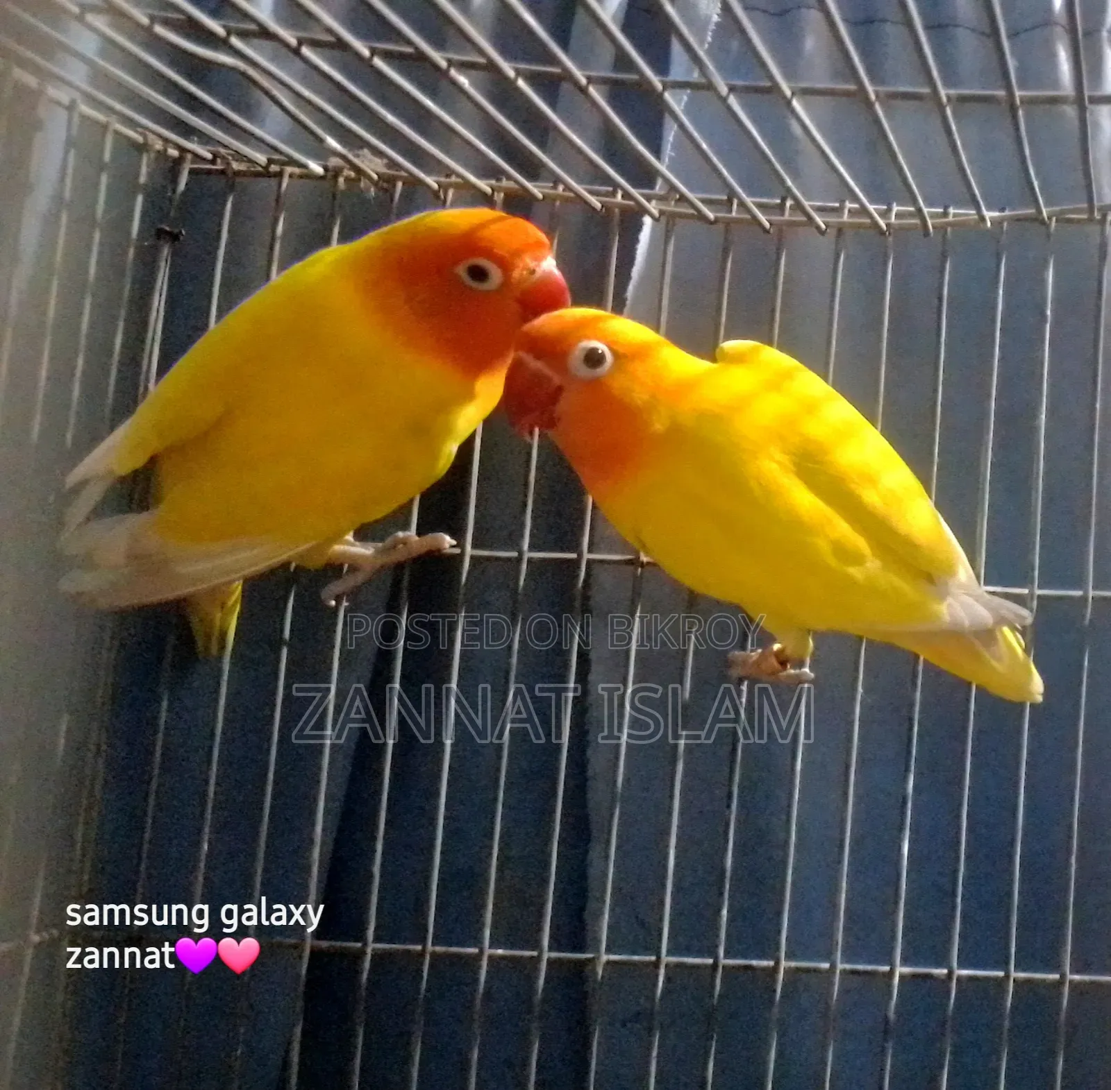 রানিং পেয়ার লাভ বার্ড