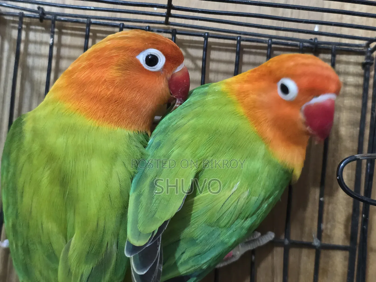 Love Bird Full Running Pair