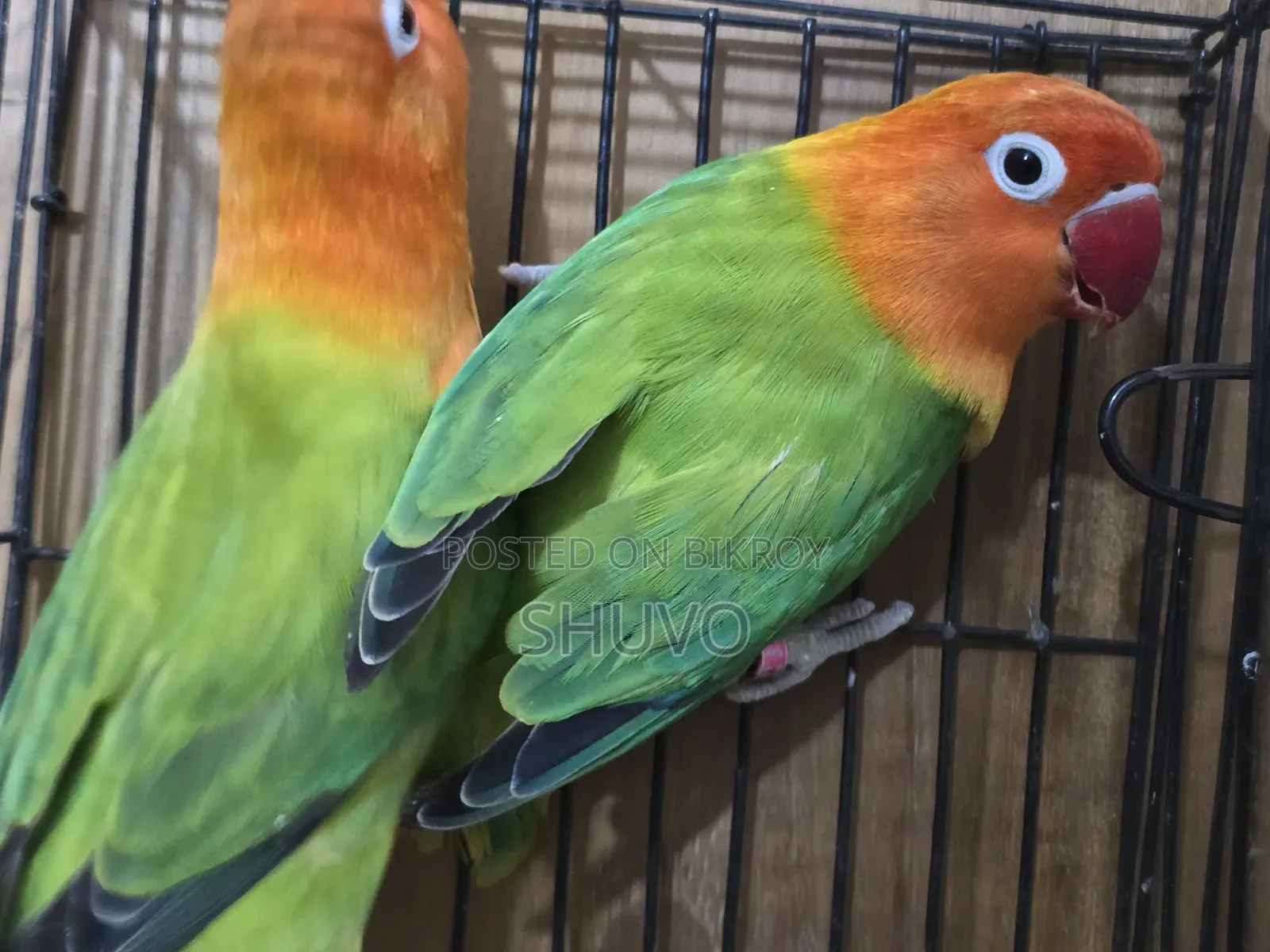 Love Bird Full Running Pair