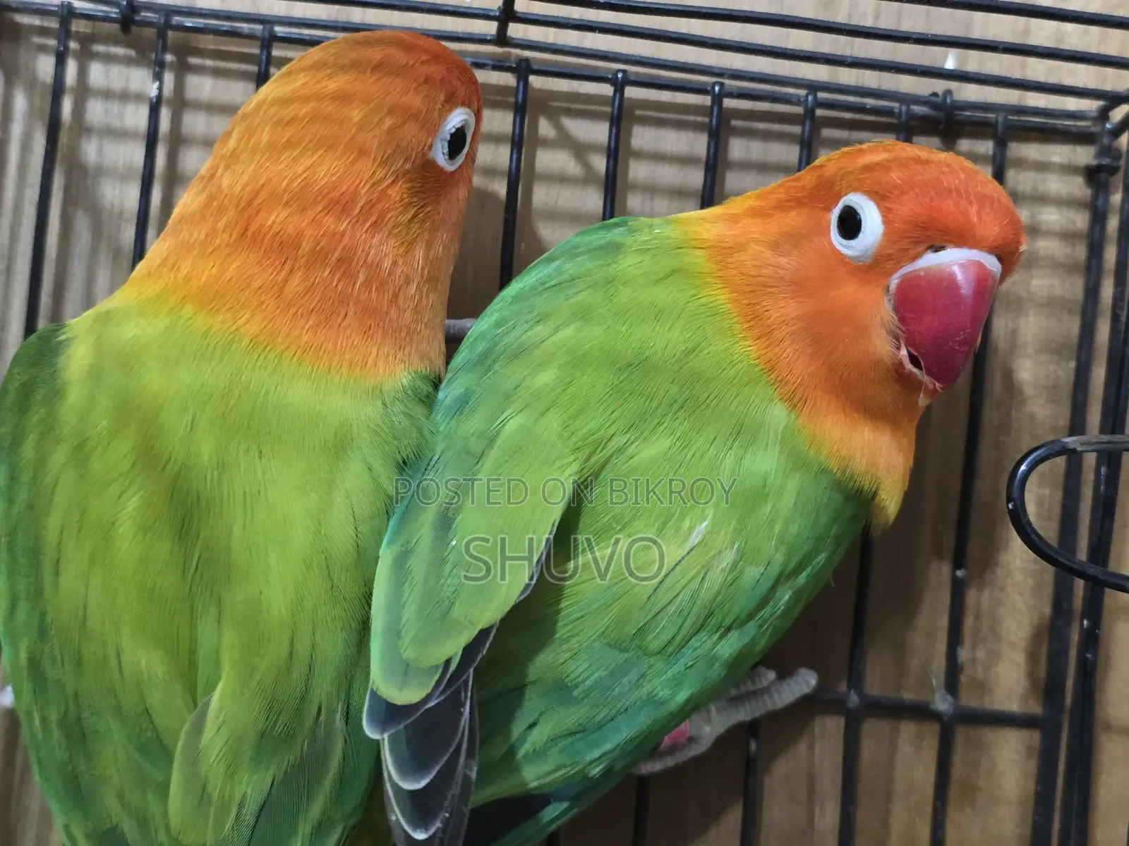 Love Bird Full Running Pair