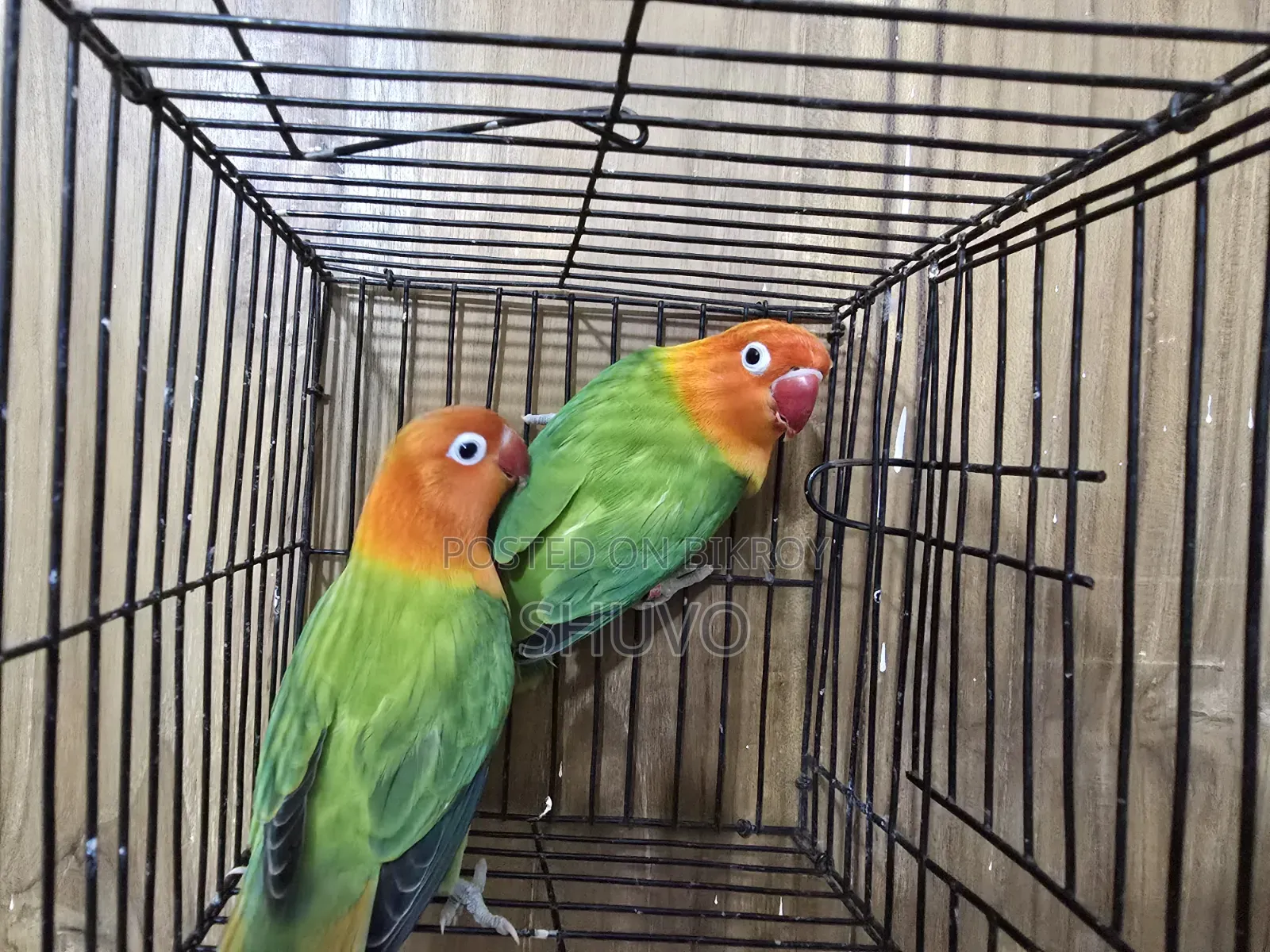 Love Bird Full Running Pair