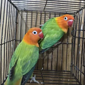 Love Bird Full Running Pair