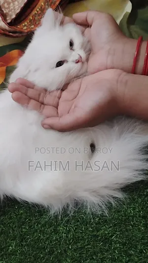 1-3 months Female Purebred Persian