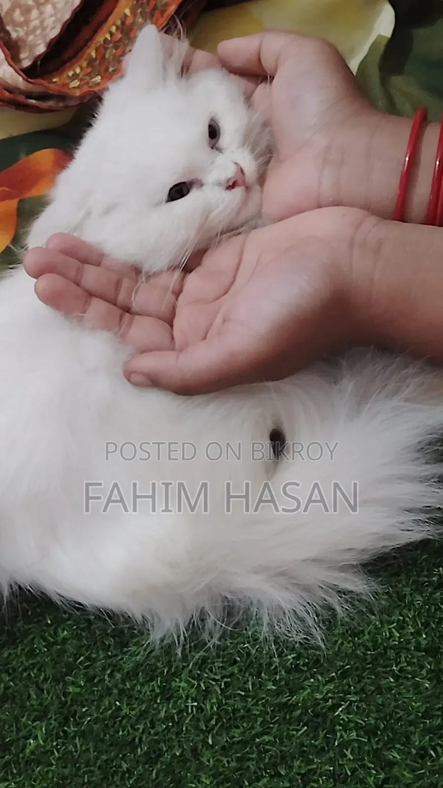1-3 months Female Purebred Persian