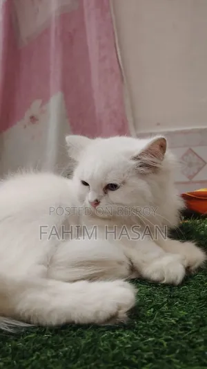 1-3 months Female Purebred Persian