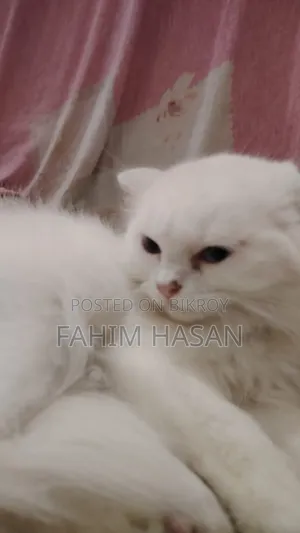 1-3 months Female Purebred Persian