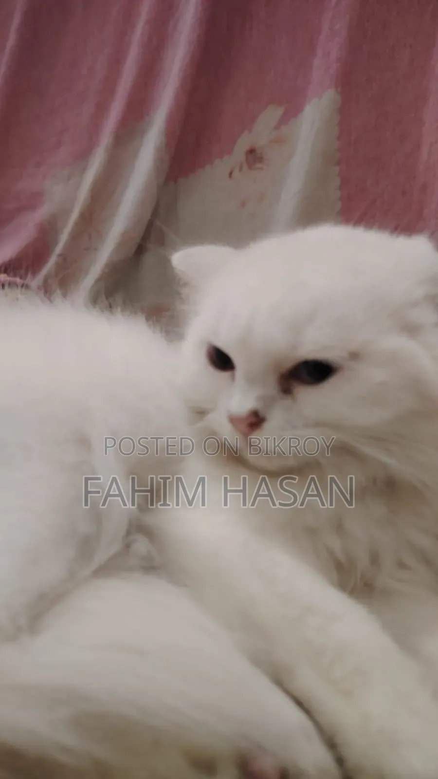 1-3 months Female Purebred Persian