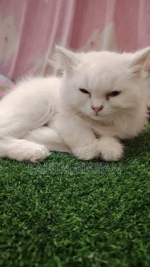 1-3 months Female Purebred Persian