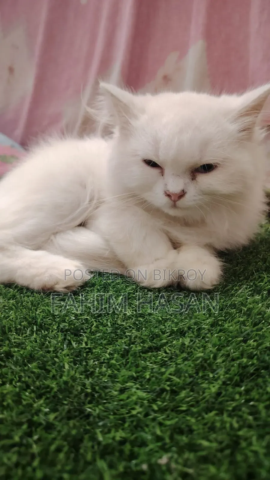 1-3 months Female Purebred Persian