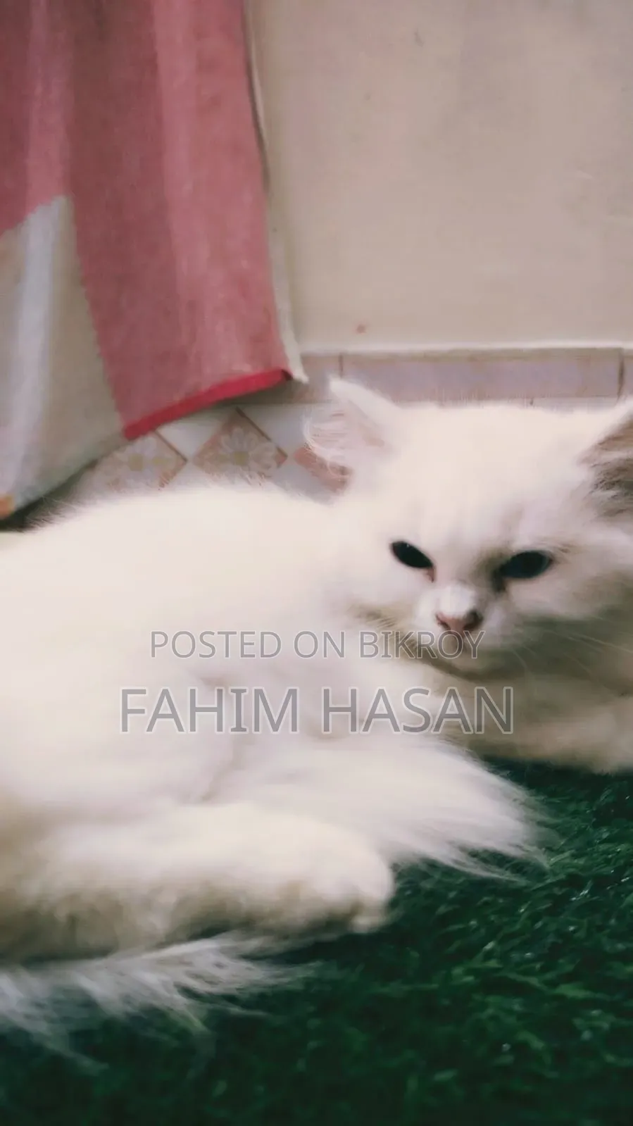 1-3 months Female Purebred Persian