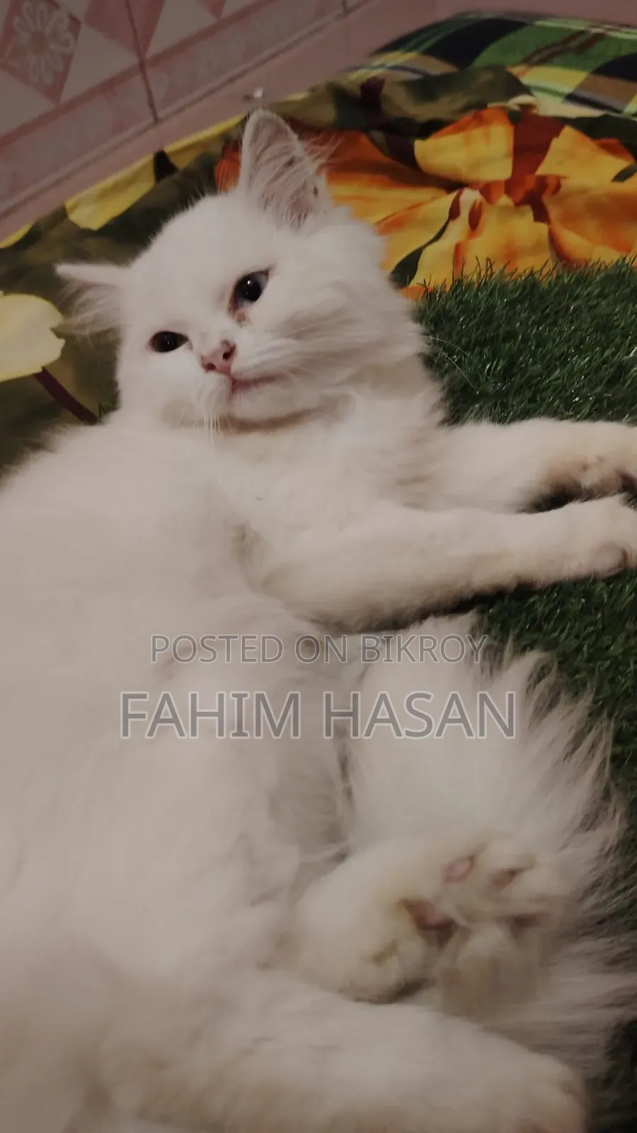 1-3 months Female Purebred Persian