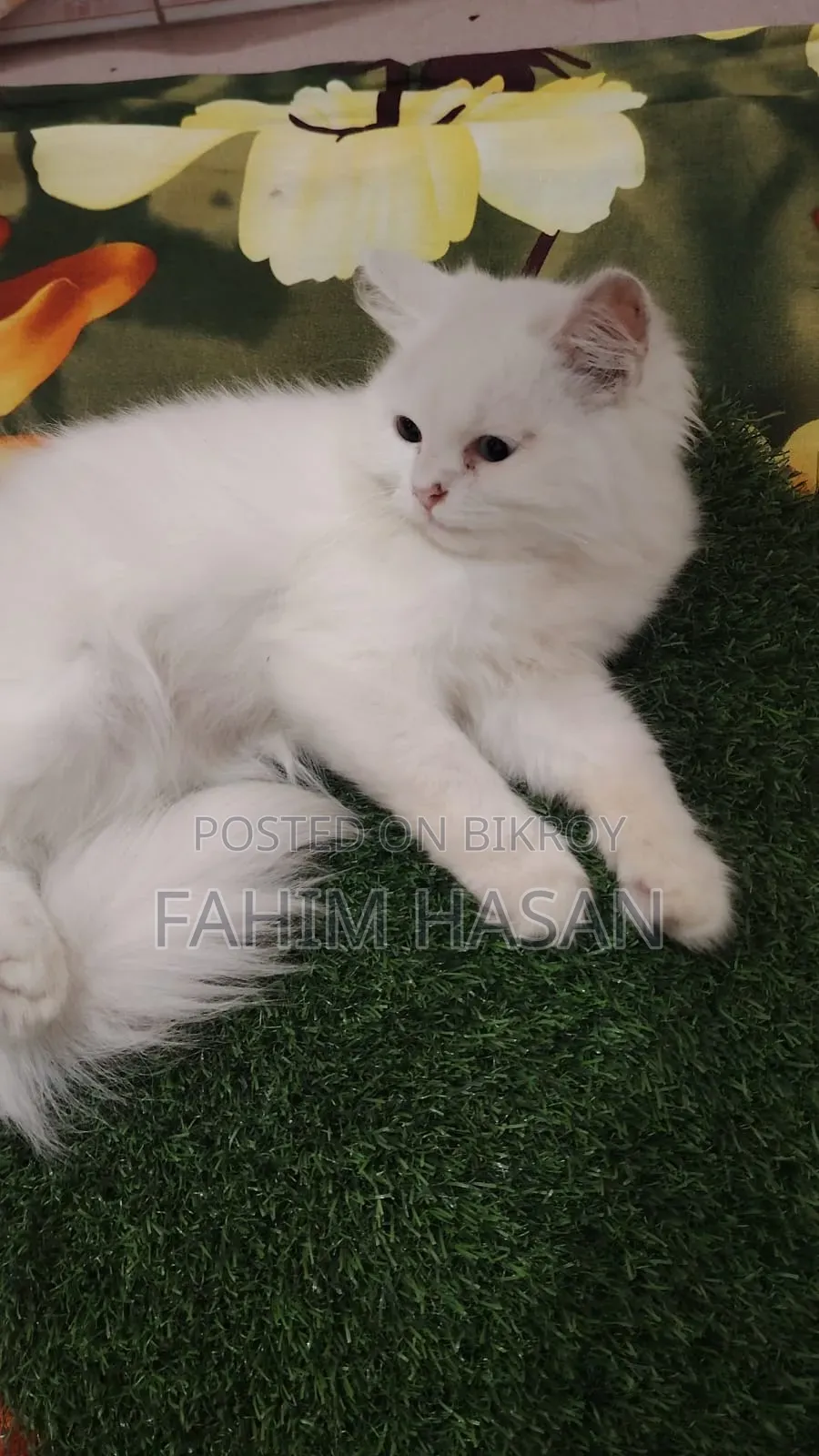 1-3 months Female Purebred Persian