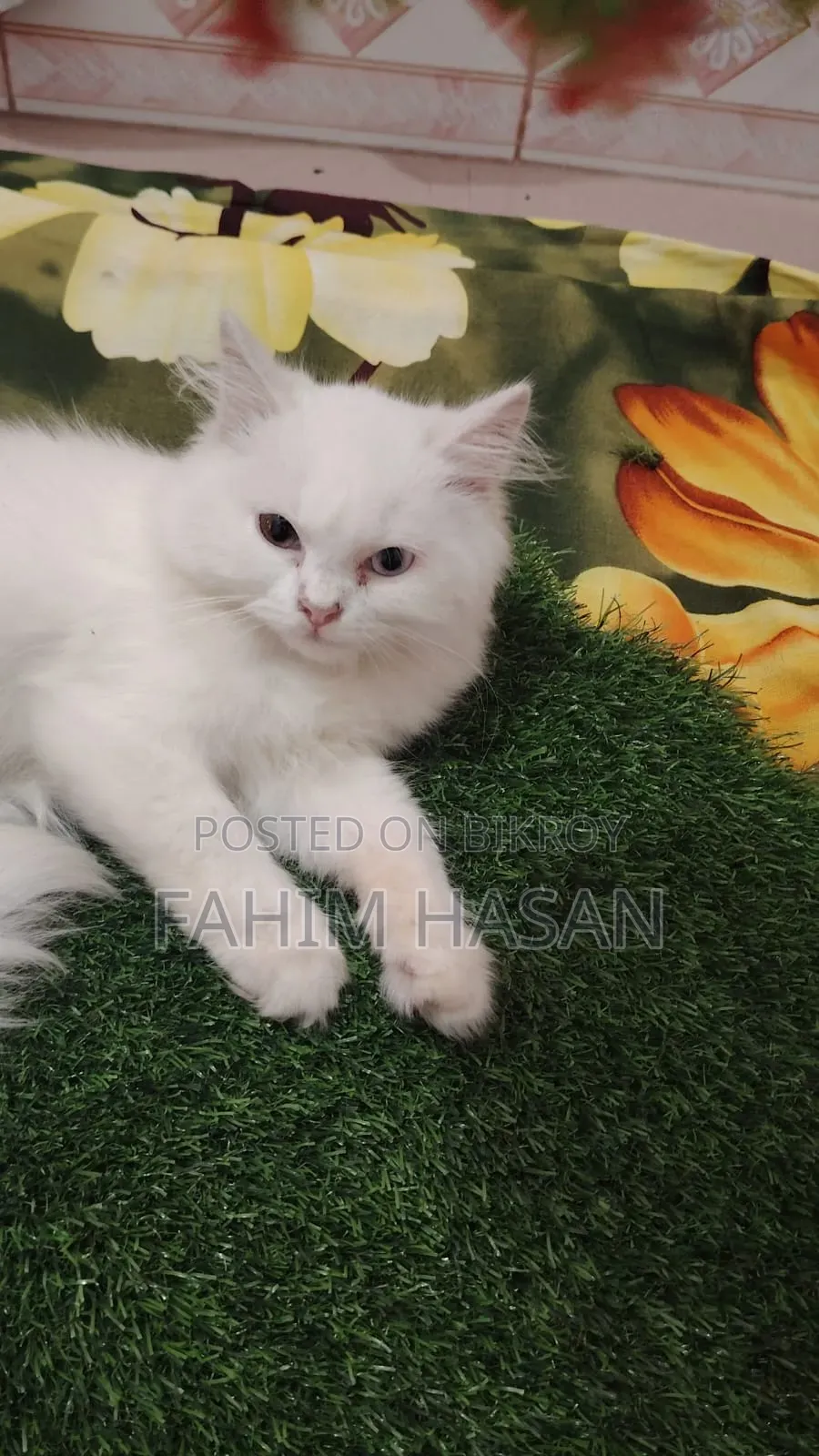 1-3 months Female Purebred Persian