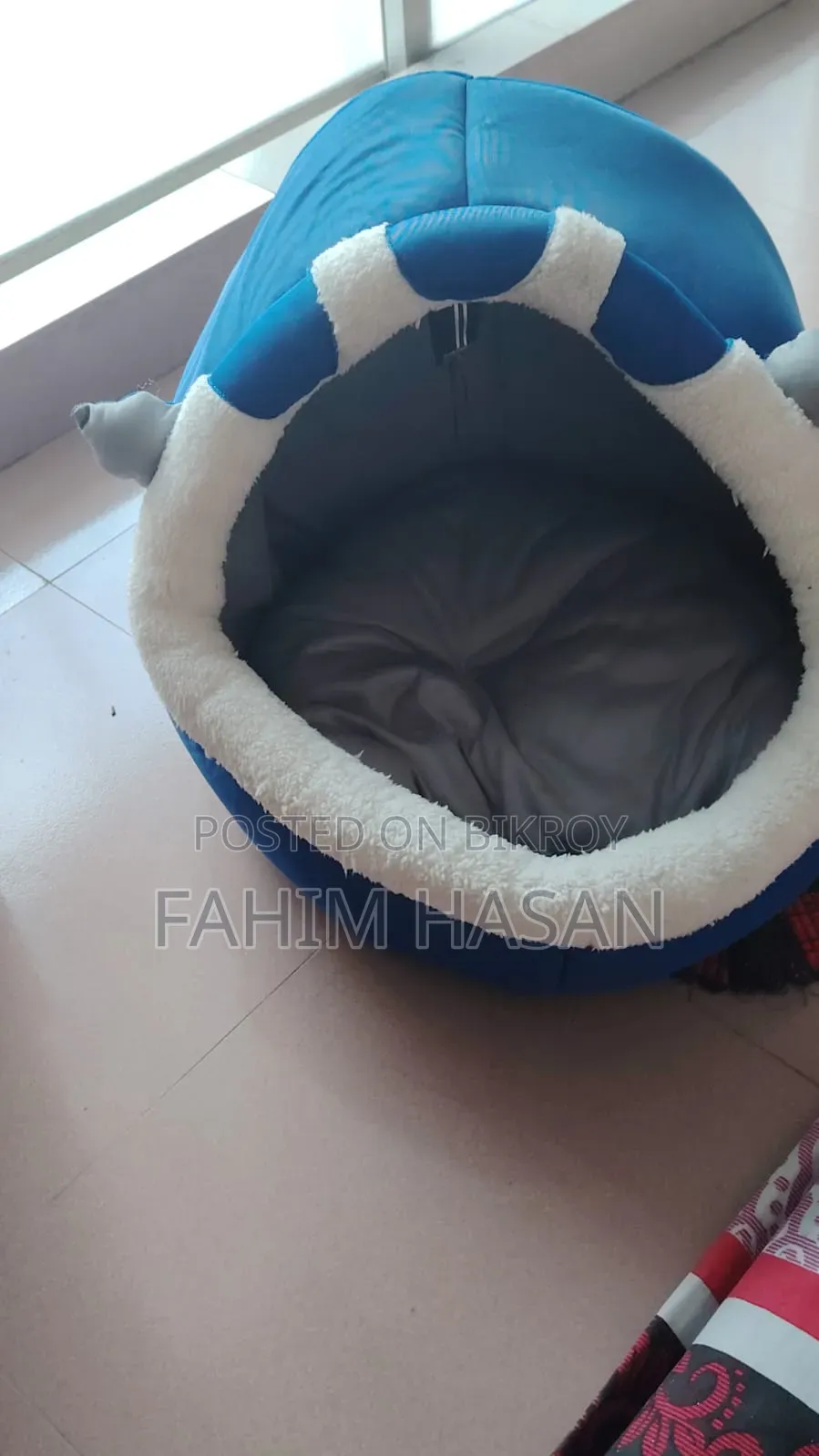 1-3 months Female Purebred Persian