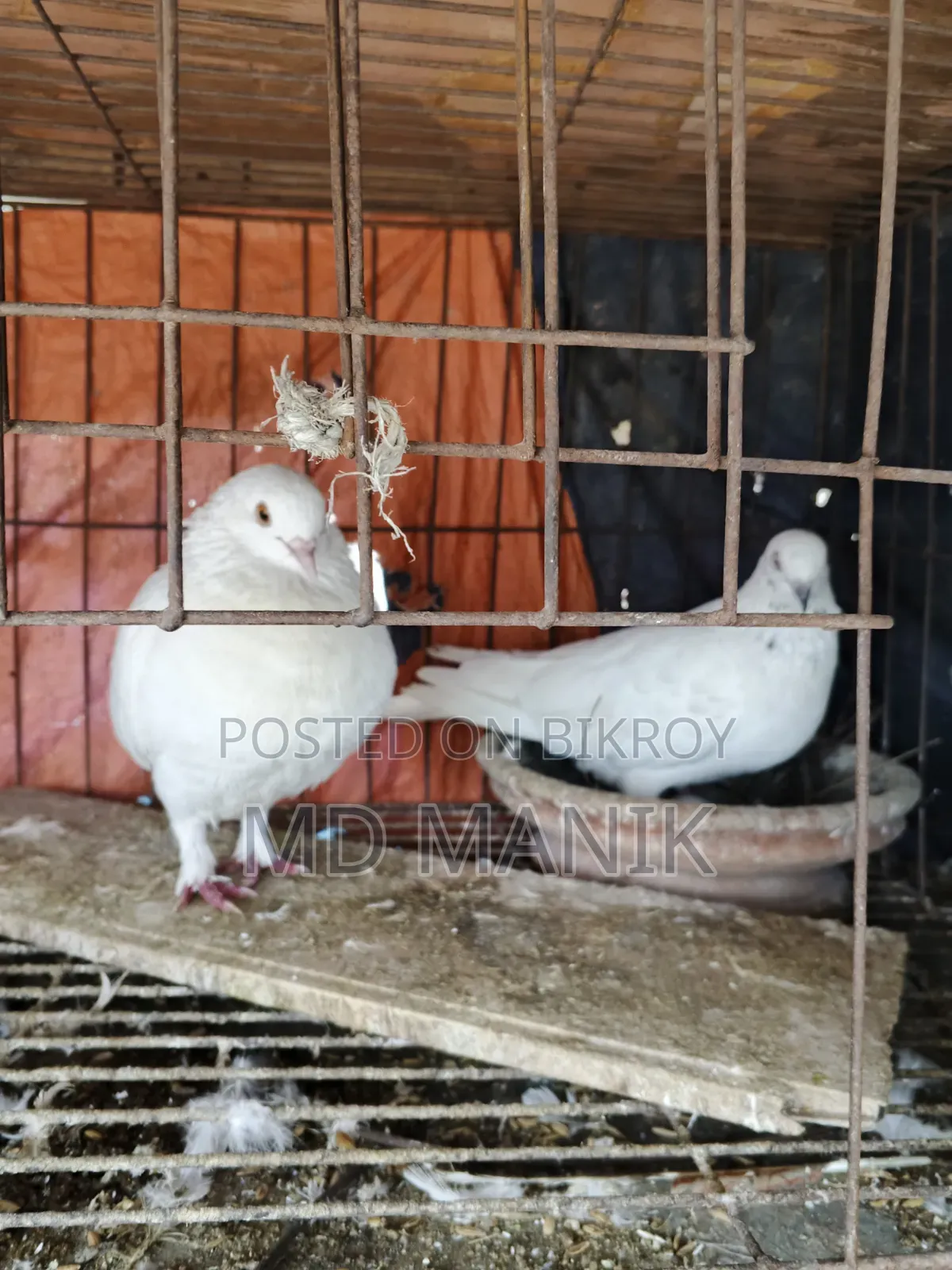 ১২খোপ খাঁচাসহ ৮ জোড়া রানিং কবুতর বিক্রয়