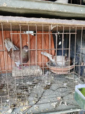 ১২খোপ খাঁচাসহ ৮ জোড়া রানিং কবুতর বিক্রয়