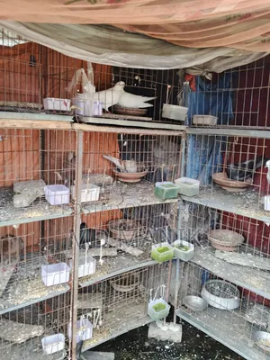 ১২খোপ খাঁচাসহ ৮ জোড়া রানিং কবুতর বিক্রয়