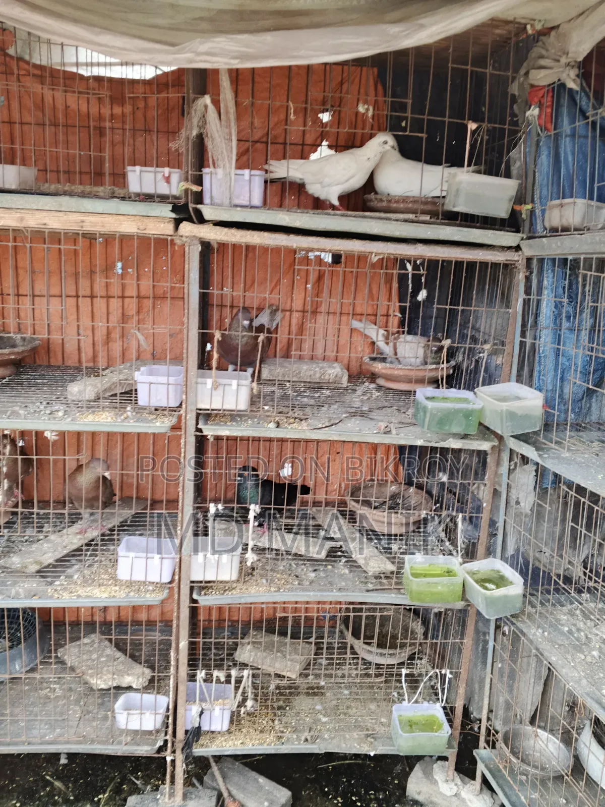 ১২খোপ খাঁচাসহ ৮ জোড়া রানিং কবুতর বিক্রয়