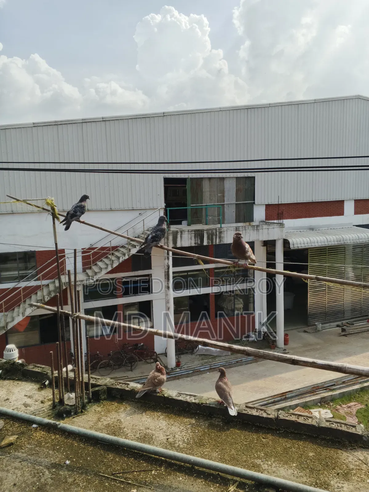 ১২খোপ খাঁচাসহ ৮ জোড়া রানিং কবুতর বিক্রয়