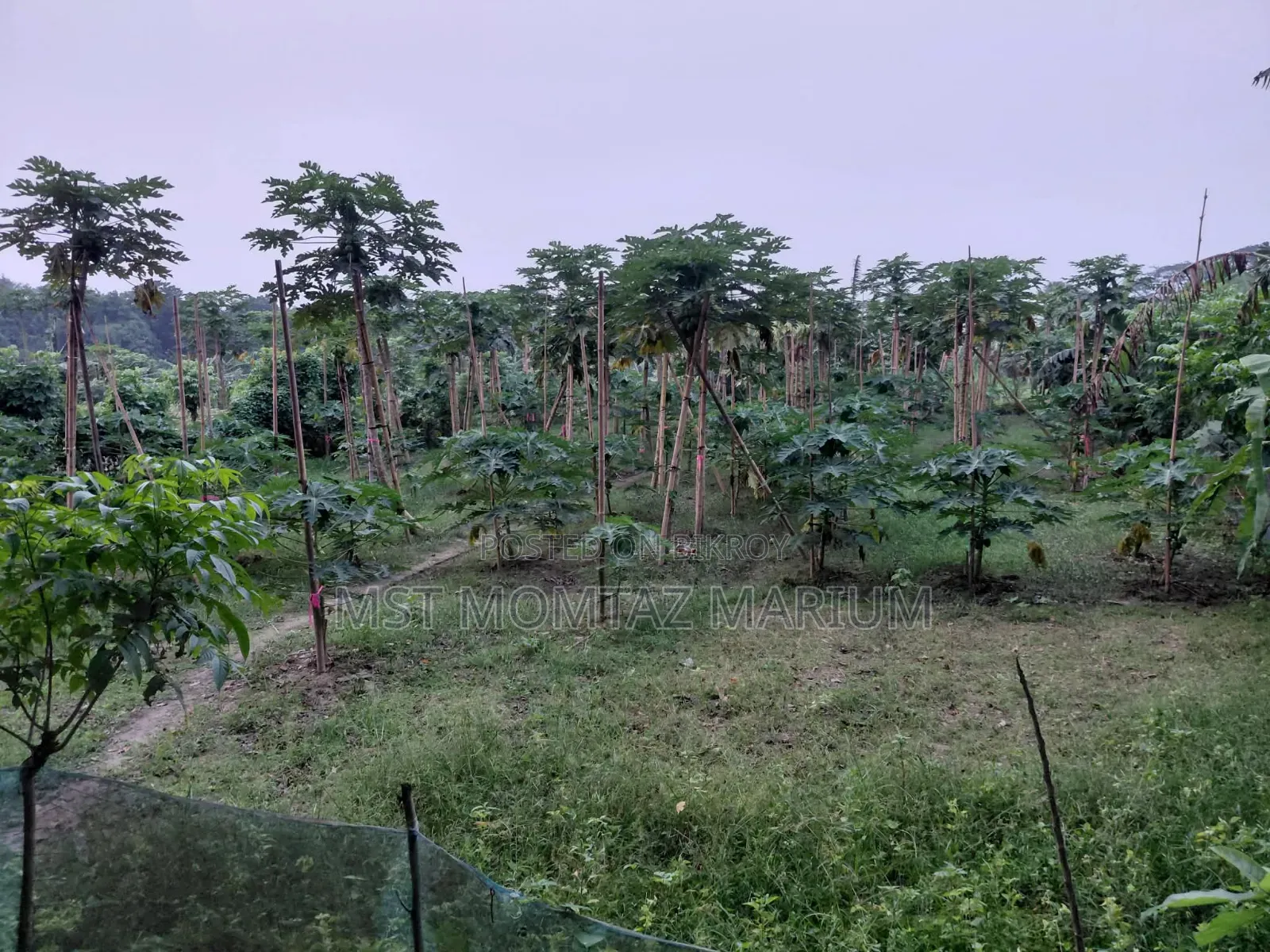 🏡 জরুরি ভিত্তিতে জমি বিক্রি হবে 🏡