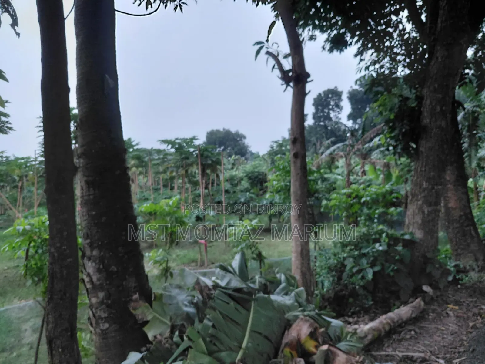 🏡 জরুরি ভিত্তিতে জমি বিক্রি হবে 🏡