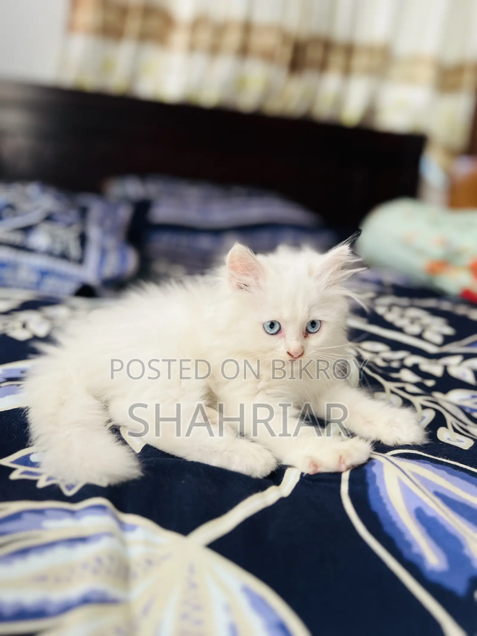 1-3 months Male Purebred Persian