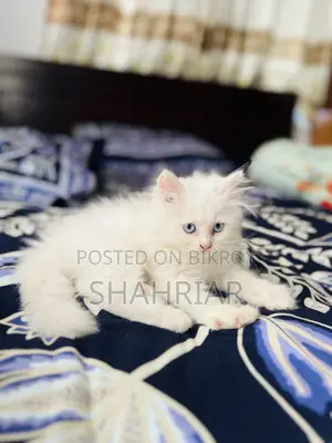 1-3 months Male Purebred Persian