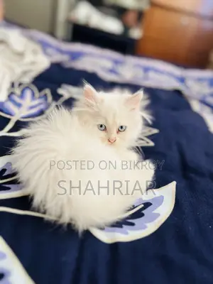 1-3 months Male Purebred Persian
