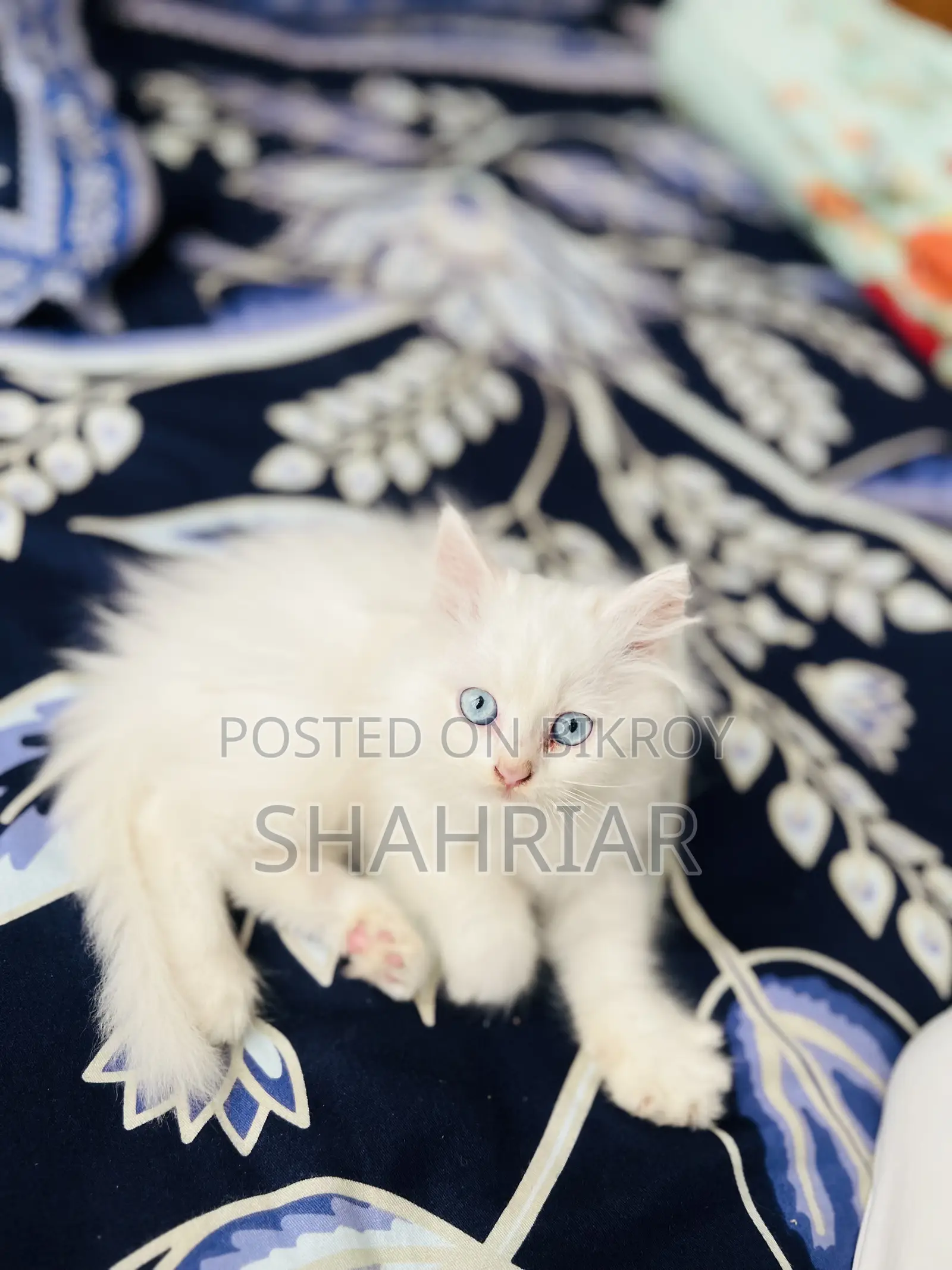 1-3 months Male Purebred Persian