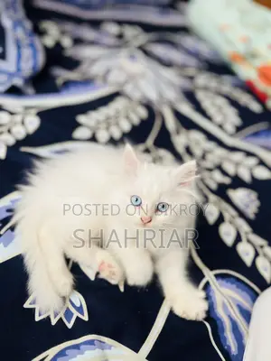 1-3 months Male Purebred Persian