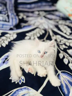 1-3 months Male Purebred Persian