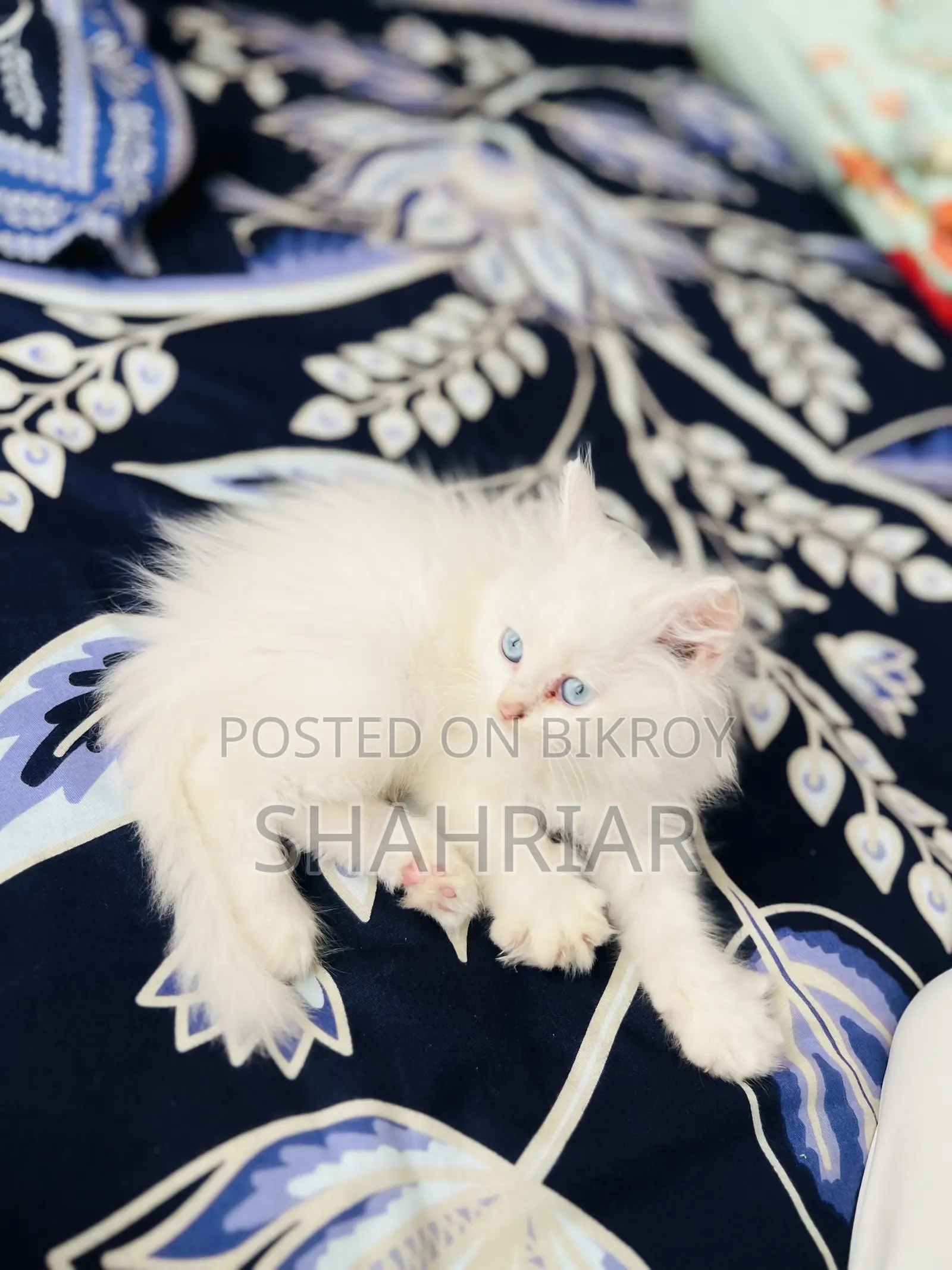 1-3 months Male Purebred Persian