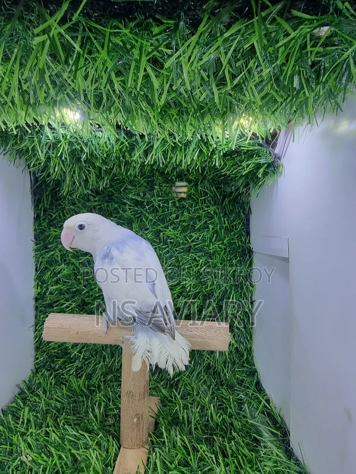 Love Bird  Yellow Collered Violet Fisher