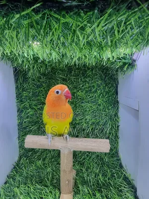 Love Bird  Yellow Collered Violet Fisher